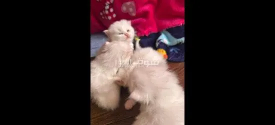 قطط شيرازي صغيره للحجز