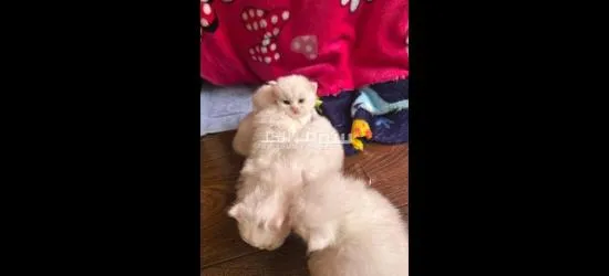 قطط شيرازي صغيره للحجز - 2