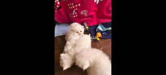 قطط شيرازي صغيره للحجز - 4