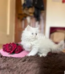 صنعاء - 2