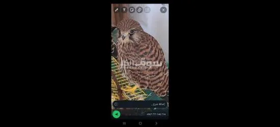 بيت بوس - 2