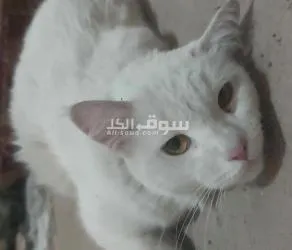 قطة بيضاء ال****** أنثى بكر مهجن تركي