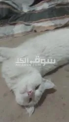 قطة بيضاء ال****** أنثى بكر مهجن تركي - 2