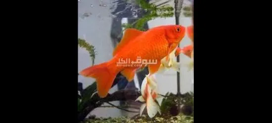قولد فيش توصيل فقط